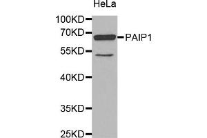 Western Blotting (WB) image for anti-Poly(A) Binding Protein Interacting Protein 1 (PAIP1) antibody (ABIN1877071) (PAIP1 anticorps)