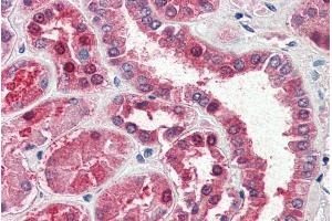 ABIN238623 (5µg/ml) staining of paraffin embedded Human Kidney.