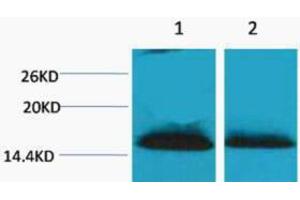 Western Blotting (WB) image for anti-Histone H1 (2meLys25) antibody (ABIN3181327) (Histone H1 anticorps  (2meLys25))