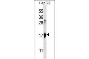 KRT3 Antibody (Center) (ABIN656583 and ABIN2845845) western blot analysis in HepG2 cell line lysates (35 μg/lane). (KRTAP1-3 anticorps  (AA 88-117))