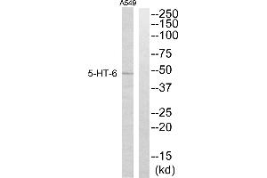 Western blot analysis of extracts from A549 cells, using 5-HT-6 antibody. (Serotonin Receptor 6 anticorps)