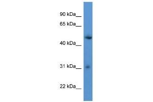 WB Suggested Anti-ROPN1L Antibody Titration: 0. (ROPN1L anticorps  (C-Term))