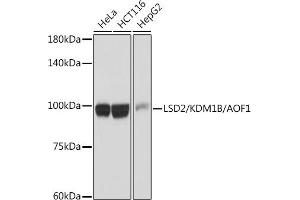 Western blot analysis of extracts of various cell lines, using LSD2/ antibody (ABIN7268325) at 1:1000 dilution. (KDM1B anticorps)