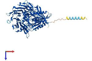 AlphaFold protein structure predicition of Mouse Recombinant Fap Protein, UniprotID P97321