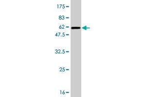 Western Blot detection against Immunogen (56.