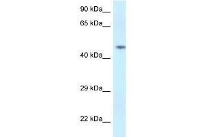 WB Suggested Anti-SPOCK2 Antibody Titration: 1. (SPOCK2/Testican 2 anticorps  (N-Term))