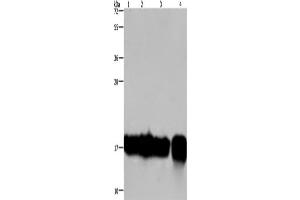 Western Blotting (WB) image for anti-Interleukin 17C (IL17C) antibody (ABIN2433185) (IL17C anticorps)