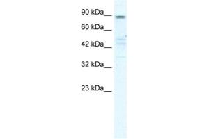 Western Blotting (WB) image for anti-Potassium Voltage-Gated Channel, KQT-Like Subfamily, Member 2 (KCNQ2) antibody (ABIN2461151) (KCNQ2 anticorps)