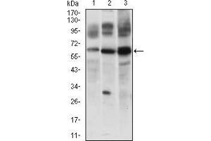 Western blot analysis using CFLAR mouse mAb against JURKAT (1), 3T3L1 (2) and RAJI (3) cell lysate. (FLIP anticorps  (AA 100-251))