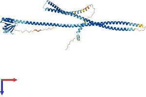 AlphaFold protein structure predicition of Human Recombinant PLEKHD1 Protein, UniprotID A6NEE1