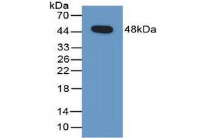 Detection of Recombinant PEDF, Human using Polyclonal Antibody to Pigment Epithelium Derived Factor (PEDF)