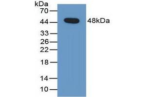 Detection of Recombinant PEDF, Human using Polyclonal Antibody to Pigment Epithelium Derived Factor (PEDF) (PEDF anticorps  (AA 21-415))