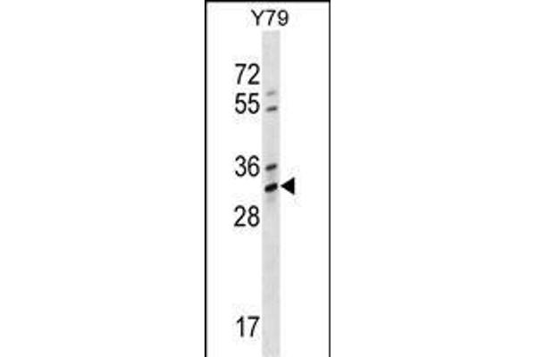 OR4K1 anticorps  (N-Term)