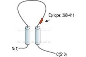 Representative domain view of the target of ABIN7884923.