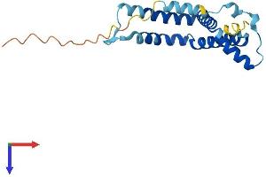 AlphaFold protein structure predicition of Mouse Recombinant Rabac1 Protein, UniprotID Q9Z0S9