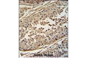 FBXO24 antibody (Center) (ABIN654961 and ABIN2844600) immunohistochemistry analysis in formalin fixed and paraffin embedded human testis tissue followed by peroxidase conjugation of the secondary antibody and DAB staining.