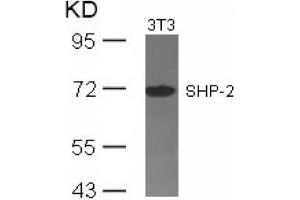 Image no. 3 for anti-Protein tyrosine Phosphatase, Non-Receptor Type 11 (PTPN11) (Tyr542) antibody (ABIN197594) (PTPN11 anticorps  (Tyr542))