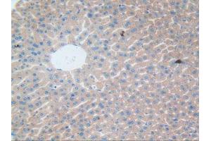 IHC-P analysis of Mouse Liver Tissue, with DAB staining. (CLEC10A anticorps  (AA 69-273))