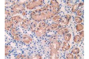 IHC-P analysis of Mouse Kidney Tissue, with DAB staining. (IL17RE anticorps  (AA 457-630))