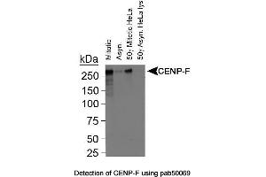 Image no. 1 for anti-Centromere Protein F (CENPF) (C-Term) antibody (ABIN363378) (CENPF anticorps  (C-Term))
