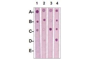 Dot Blot : 1 ug peptide was blot onto NC membrane. (MST1R anticorps  (pTyr1238))