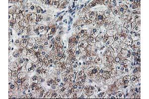 Immunohistochemistry (IHC) image for anti-Ribophorin 1 (RPN1) antibody (ABIN1500748) (RPN1 anticorps)