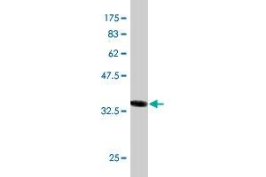 Western Blot detection against Immunogen (36.