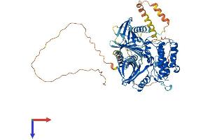 AlphaFold protein structure predicition of Human Recombinant PLK2 Protein, UniprotID Q9NYY3