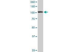 HSPA4 MaxPab rabbit polyclonal antibody. (HSPA4 anticorps  (AA 1-840))