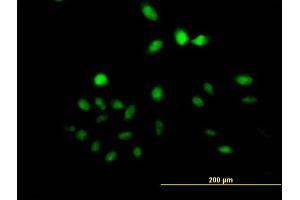 Immunofluorescence of purified MaxPab antibody to UTP11L on HeLa cell. (UTP11L anticorps  (AA 1-253))