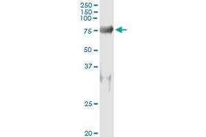Immunoprecipitation of SNX9 transfected lysate using anti-SNX9 monoclonal antibody and Protein A Magnetic Bead , and immunoblotted with SNX9 MaxPab rabbit polyclonal antibody.