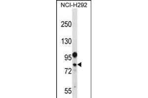DDX3Y Antibody (N-term) (ABIN656714 and ABIN2845943) western blot analysis in NCI- cell line lysates (35 μg/lane). (DDX3Y anticorps  (N-Term))