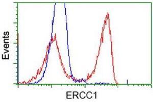 HEK293T cells transfected with either RC200478 overexpress plasmid (Red) or empty vector control plasmid (Blue) were immunostained by anti-ERCC1 antibody (ABIN2453001), and then analyzed by flow cytometry. (ERCC1 anticorps)