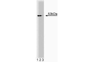 Western blot analysis of p53 on A431 lysate.