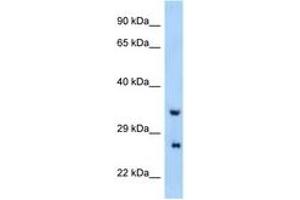 Image no. 1 for anti-Proline Rich Gla (G-Carboxyglutamic Acid) 4 (Transmembrane) (PRRG4) (AA 21-70) antibody (ABIN6748083) (PRRG4 anticorps  (AA 21-70))