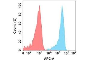 Flow cytometry analysis with Anti-K (DM184) on Expi293 cells transfected with human K (Blue histogram) or Expi293 transfected with irrelevant protein (Red histogram).