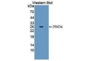 Western Blotting (WB) image for anti-Heat Shock Protein 27 (HSP27) (AA 1-201) antibody (ABIN3208065) (HSP27 anticorps  (AA 1-201))