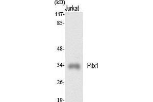 Western Blot (WB) analysis of specific cells using Pitx1 Polyclonal Antibody. (PITX1 anticorps  (Internal Region))