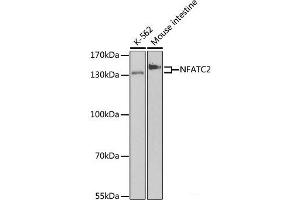 Western blot analysis of extracts of various cell lines using NFATC2 Polyclonal Antibody at dilution of 1:500.