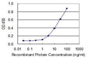 anti-WD Repeat Domain 41 (WDR41) (AA 1-459) antibody