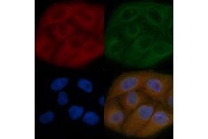 POMK Mouse Monoclonal Antibody staining Hela cells by IF/ICC. (SGK196 anticorps)