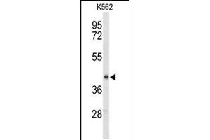 Western blot analysis of ENTPD2 Antibody in K562 cell line lysates (35ug/lane)