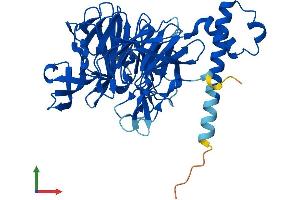 AlphaFold protein structure predicition of Mouse Recombinant Klhdc1 Protein, UniprotID Q80YG3