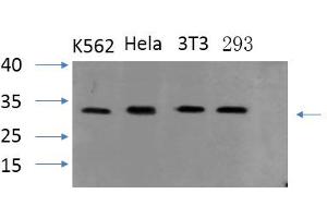 Western Blotting (WB) image for anti-PYD and CARD Domain Containing (PYCARD) antibody (ABIN5962406)
