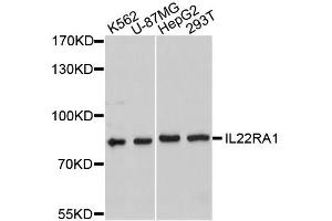 Western blot analysis of extracts of various cell lines, using IL22RA1 antibody (ABIN4904043) at 1:1000 dilution. (IL22 Receptor alpha 1 anticorps)