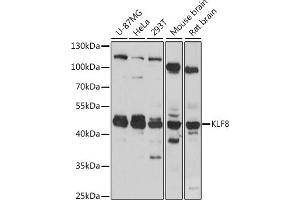 Western blot analysis of extracts of various cell lines, using KLF8 antibody (ABIN7268158) at 1:1000 dilution. (KLF8 anticorps  (AA 210-280))
