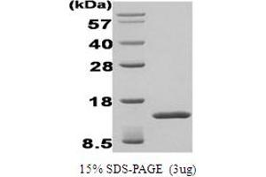 SDS-PAGE (SDS) image for Transforming Growth Factor, beta-Induced, 68kDa (TGFBI) protein (ABIN667042) (TGFBI Protéine)