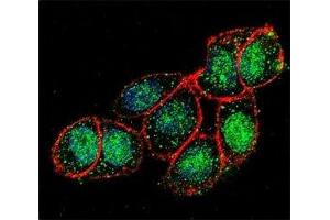 Confocal immunofluorescent analysis of FOXA2 antibody with HeLa cells followed by Alexa Fluor 488-conjugated goat anti-rabbit lgG (green).