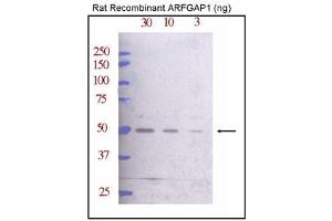 Western blot analysis of ARFG Antibody (C-term) (ABIN388996 and ABIN2839226) against rat recombinant ARFG (30, 10, and 3 ng/lane, left to right). (ARFGAP1 anticorps  (C-Term))