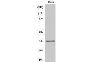 Western Blotting (WB) image for anti-Olfactory Receptor, Family 5, Subfamily M, Member 11 (OR5M11) (C-Term) antibody (ABIN3176622) (OR5M11 anticorps  (C-Term))